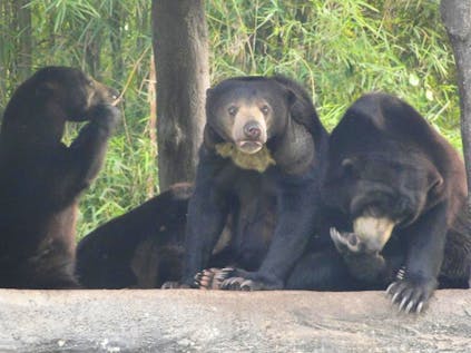  Thai Resident Bear Care