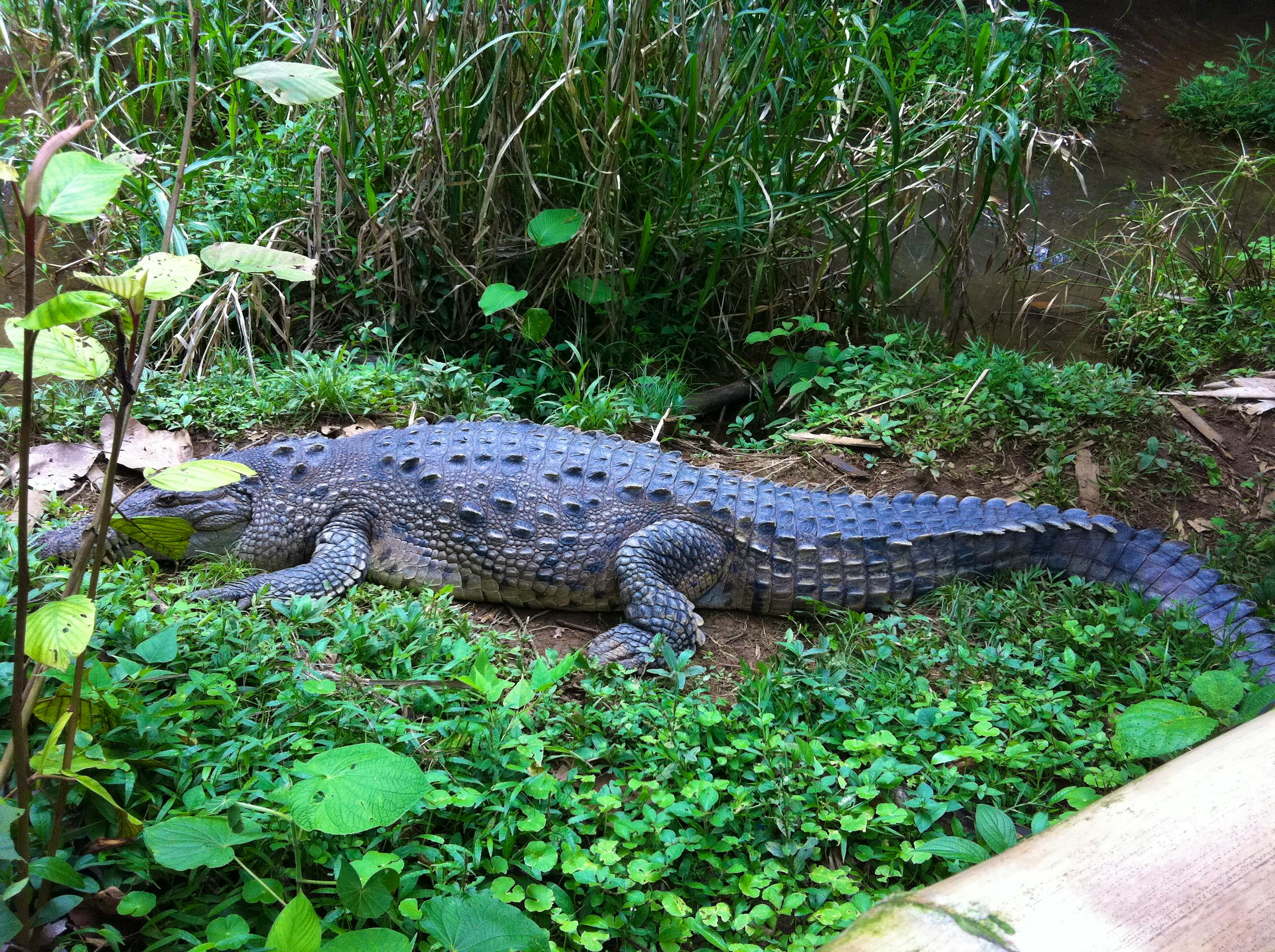 Indigenous Wildlife Rescue Supporter | Volontärarbete i Costa Rica 2023