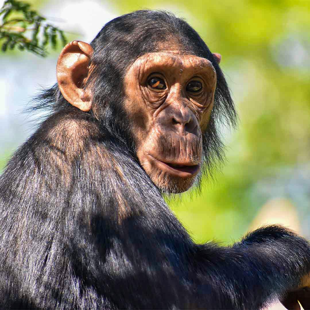 Chimpanzee at Chimp Eden