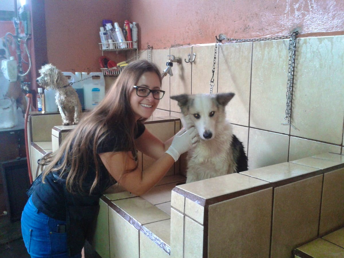 Veterinary Assistant Volunteer in Costa Rica 2024