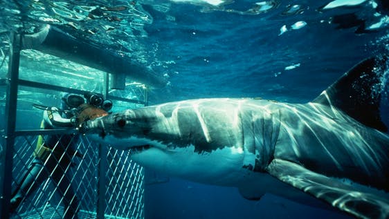 Projeto com Grandes Tubarões Brancos Shark Conservation & Research Assistant