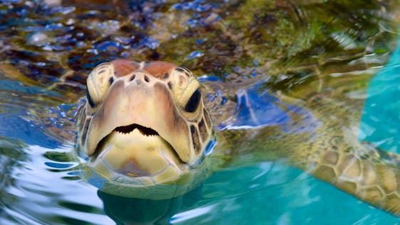 Great Barrier Reef Turtle Rehabilitation