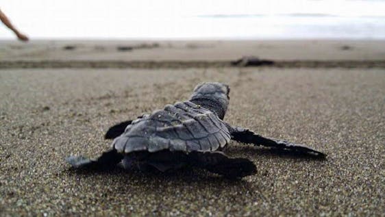 Volunteer as a family with small kids Saving The Turtles
