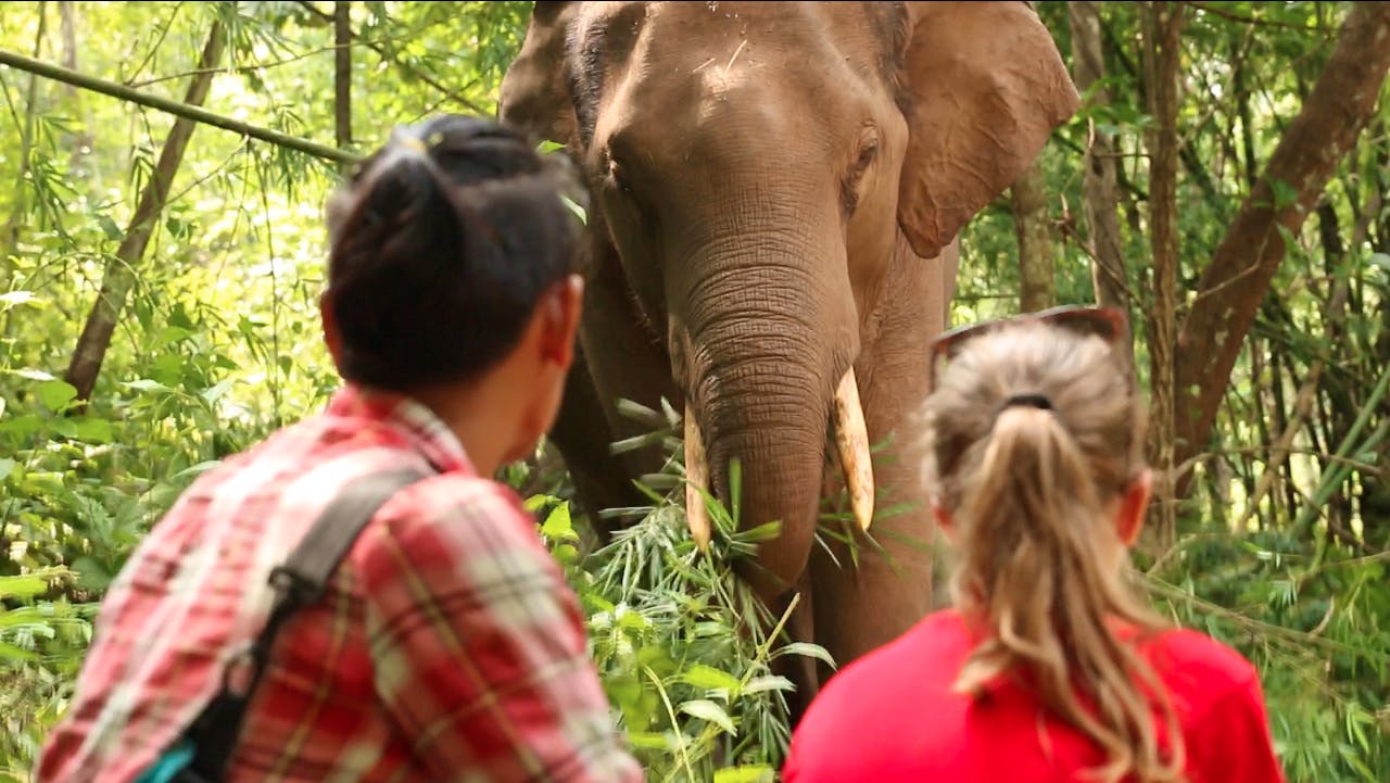 Visit And Help Elephants Volunteer In Thailand 2024   Screen Shot 2016 10 01 At 6.16.35 PM 