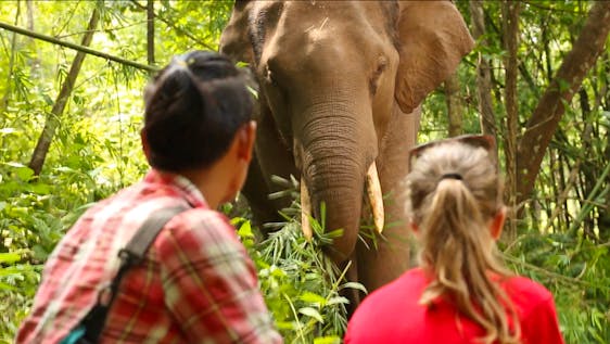 Freiwilligenarbeit in Asien Visit and Help Elephants