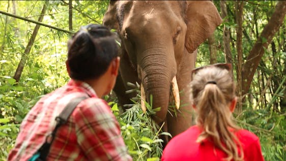  Visit and Help Elephants