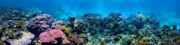 ▷ Coral Reef Restoration 🐚, Reef Conservation 2024