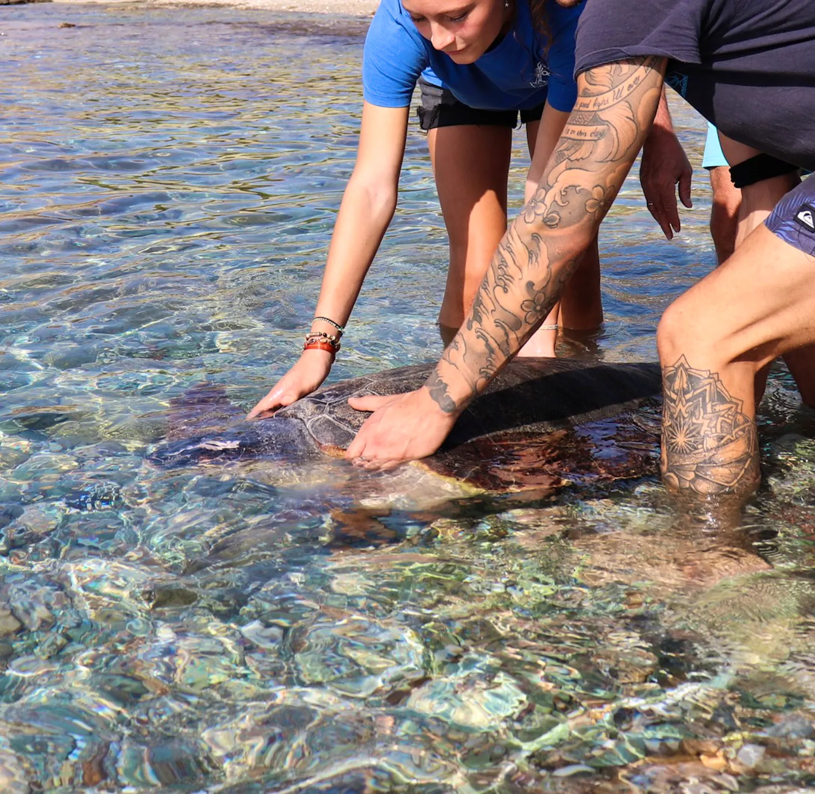 Support Turtle Protection | Volunteer in Greece 2025