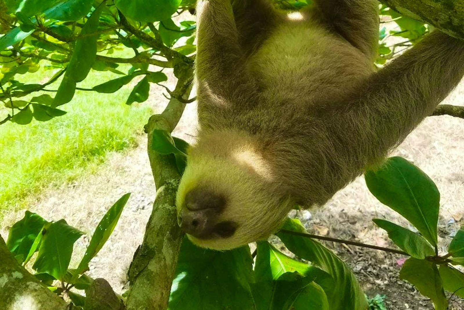 Wildlife Conservation and Surfing Volunteer in Costa Rica 2024