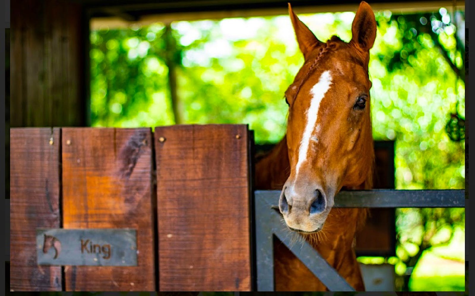 Equine Care Assistant Volunteer in Costa Rica 2024