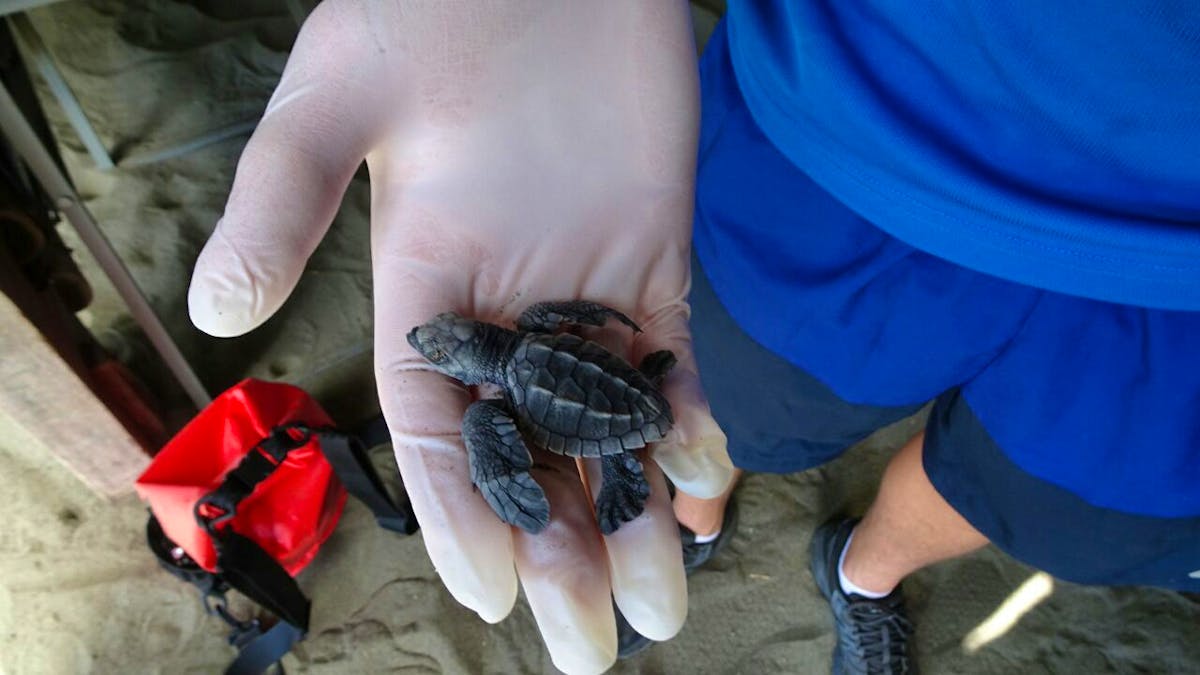 Wildlife Conservation and Surfing | Fais du bénévolat en Costa Rica 2024