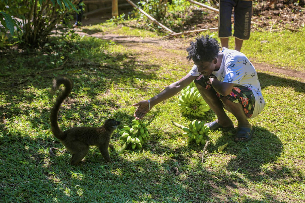 Lemur Conservation Associate | Volunteer in Madagascar 2024