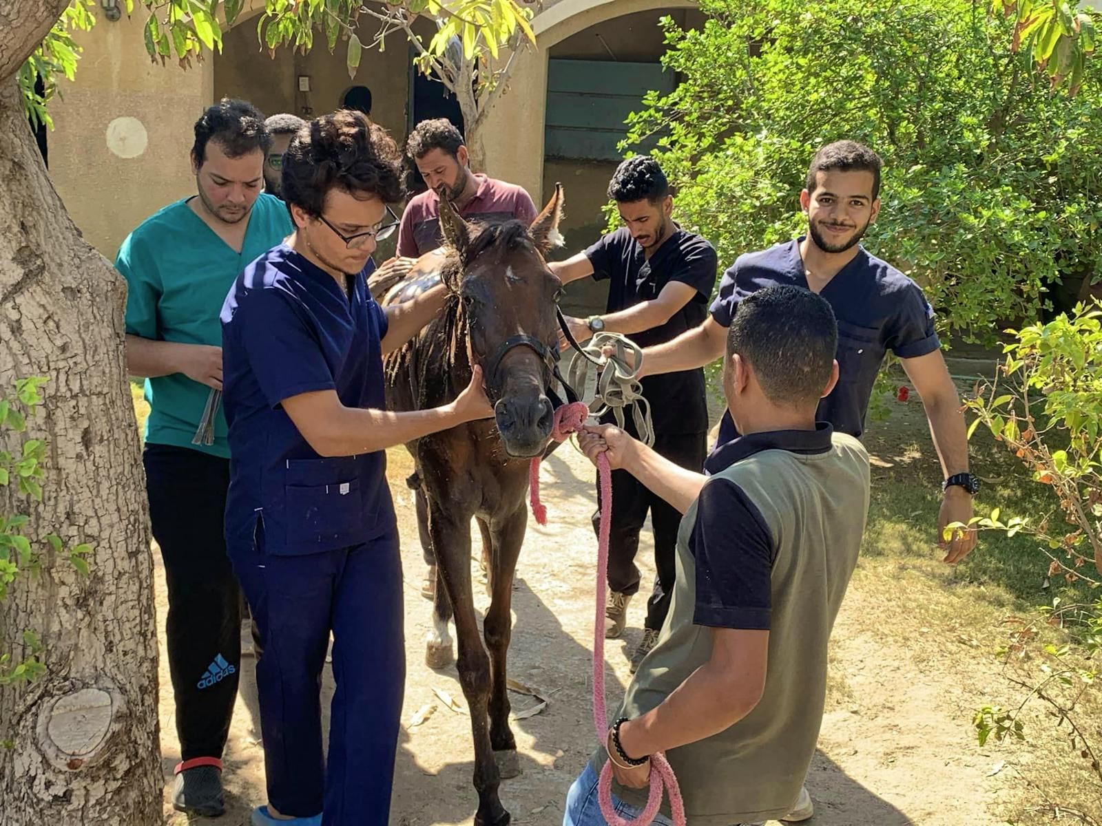 Equine Vet Assistant Volunteer in Egypt 2024