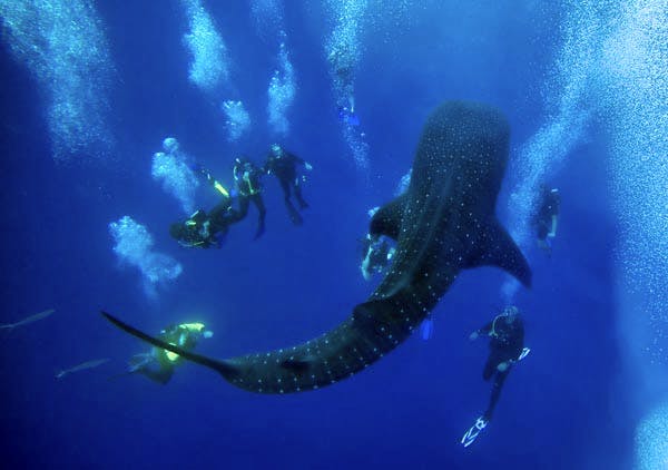 Whale Shark Conservation & Diving | Volunteer In Belize 2025