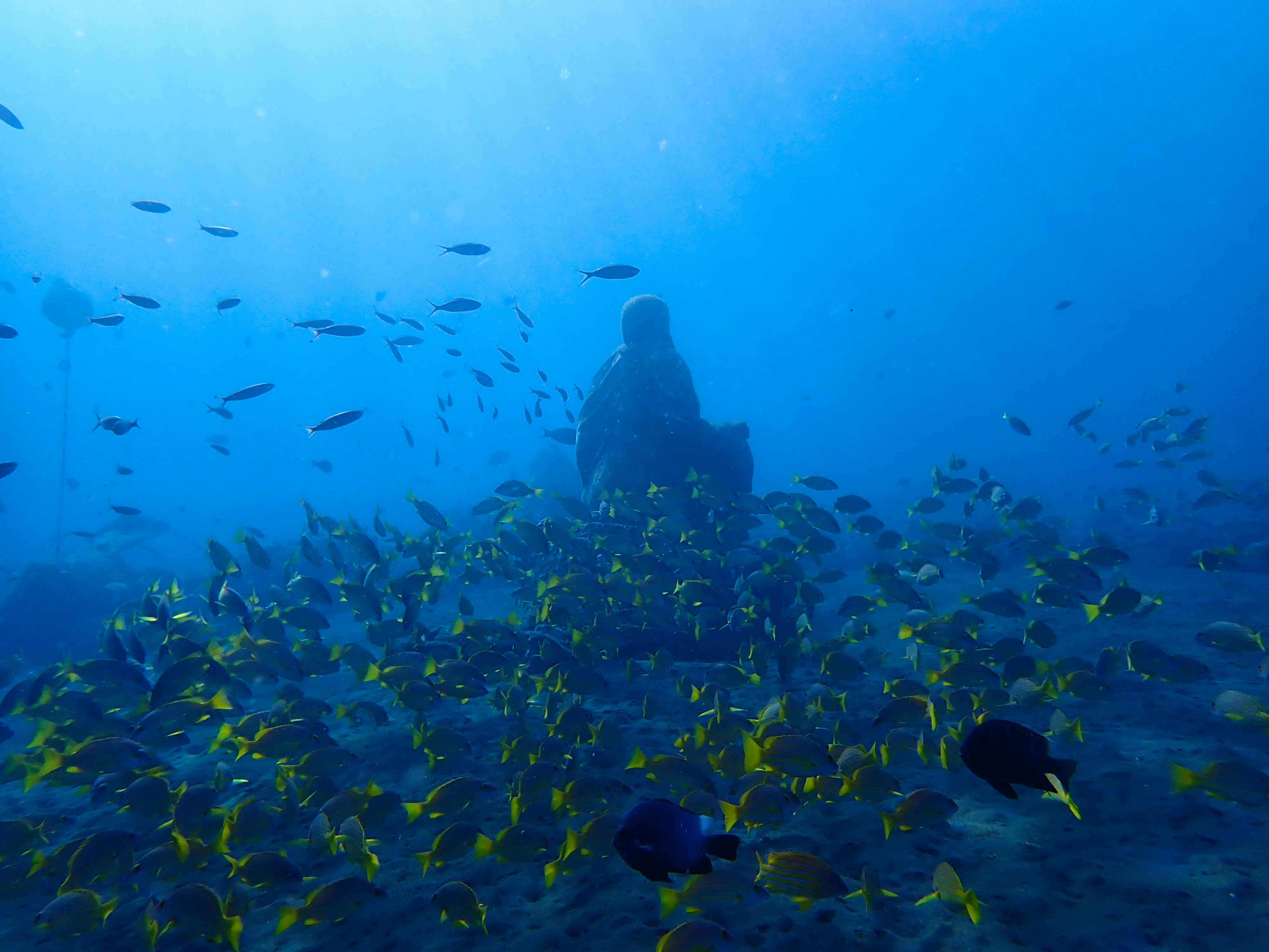 Coral Reef Restoration Diver | Volunteer In Indonesia 2025