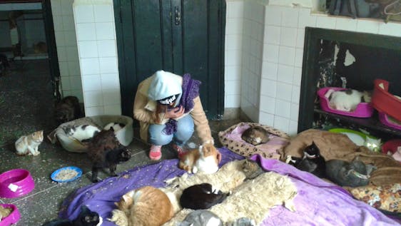 Volunteer in Northern Africa Animal Caretaker Assistant