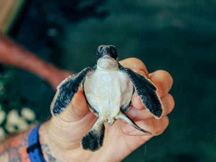  Sea Turtle Conservation & Research