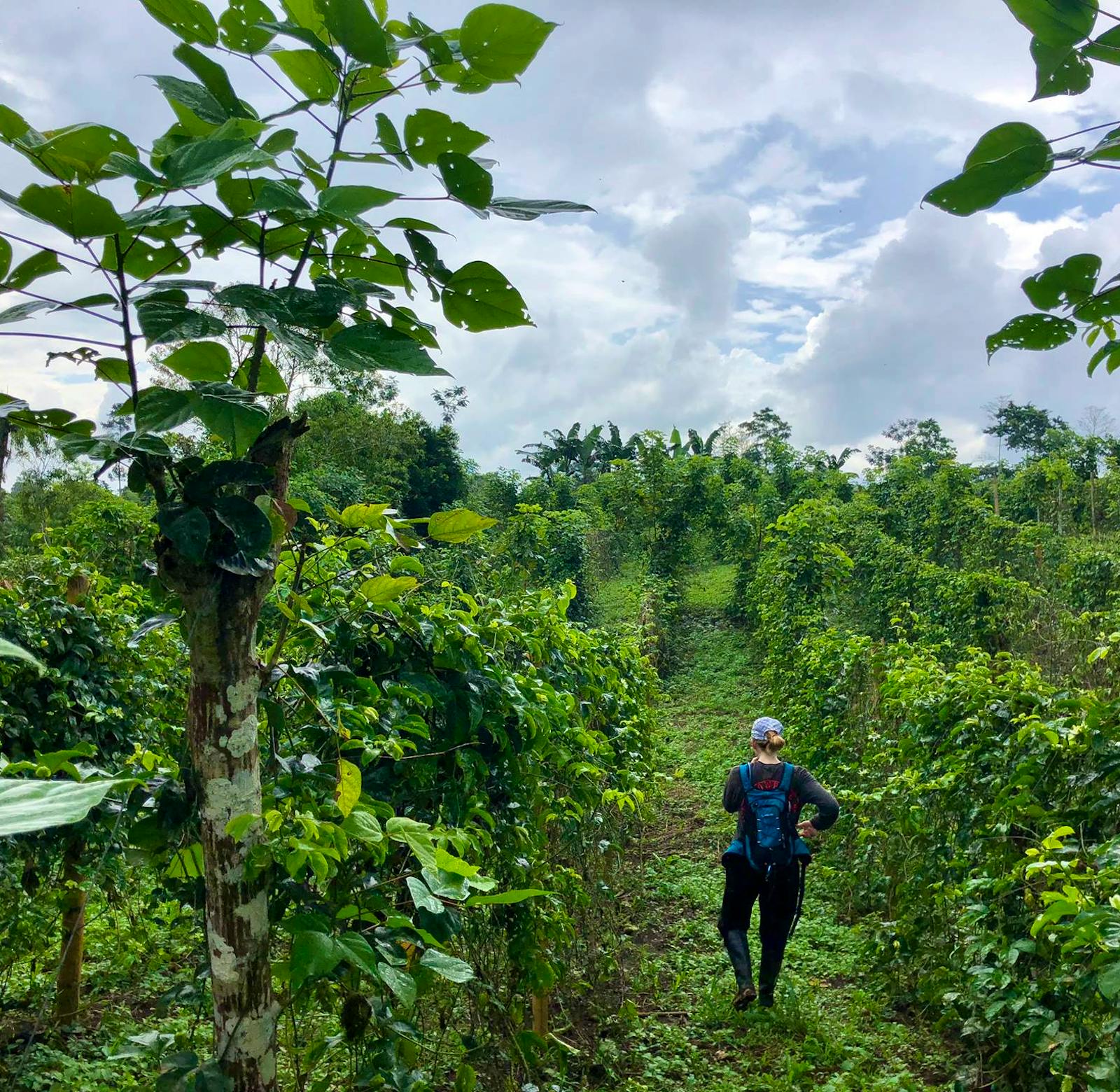 Join the Food Revolution | Volunteer in Ecuador 2025