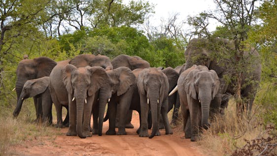 Stage voor Olifantenonderzoek Elephant Conservation & Research
