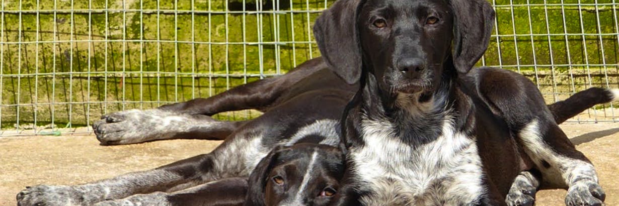 ▷ Dog Rescue Volunteer in Europe Top Projects 2025