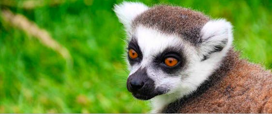  Lemur Conservation Experience