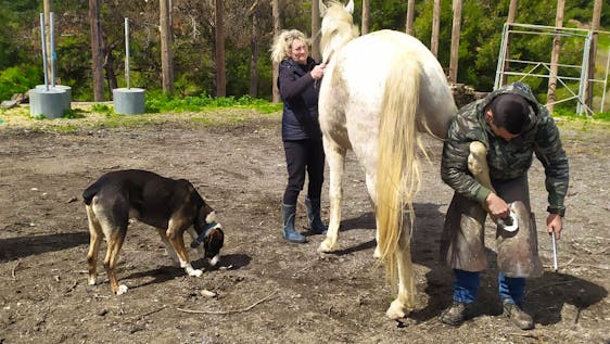 Volunteer in a Horse Sanctuary Assistant for an Animal Shelter
