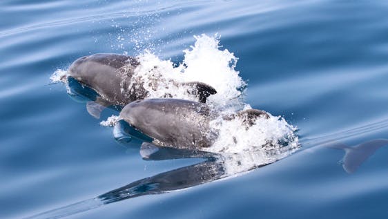 Bottlenose Dolphins of Montenegro