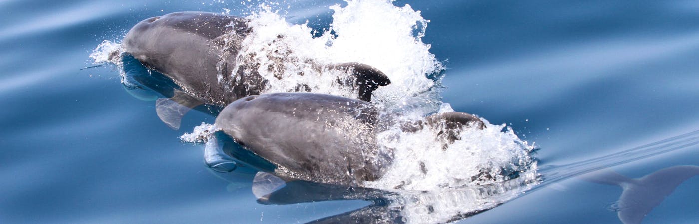 Internship with Montenegro Dolphin Research