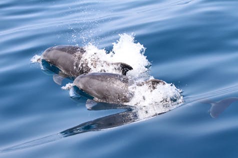  MDR-Montenegro Dolphin Research