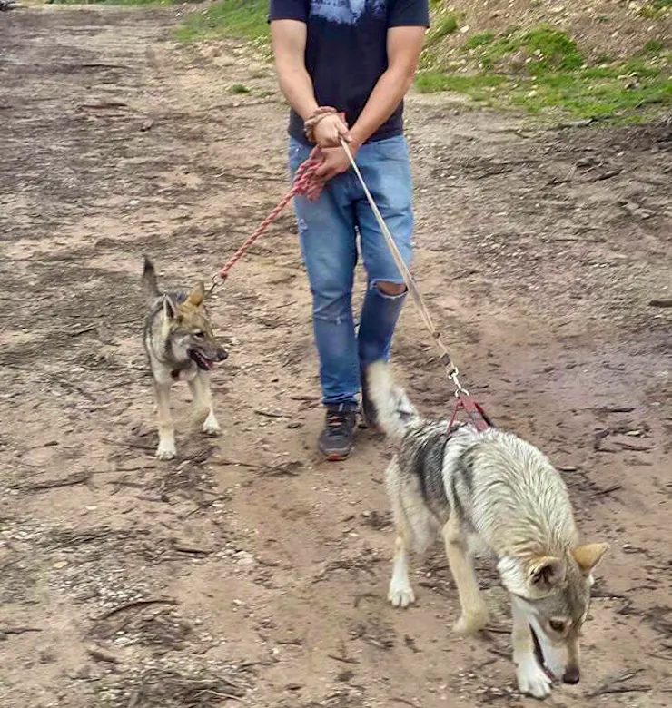 Wolf, Wolfdog and Husky Sanctuary Helper Volunteer in South Africa 2024
