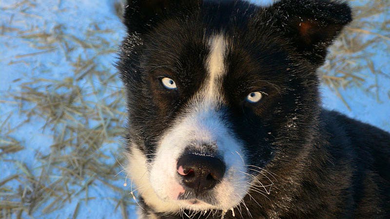 Alaskan Husky Ranch Caretaker | Voluntariado en los Estados Unidos 2025