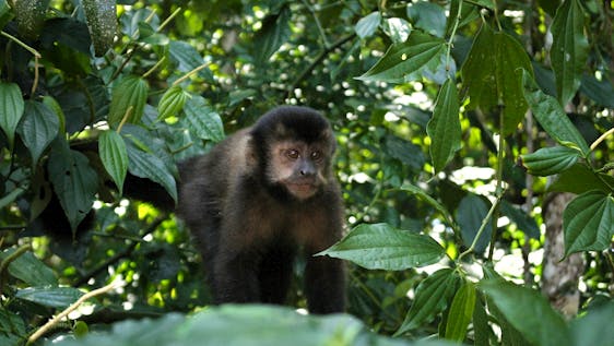 Volontariato in Brasile Mammal Monitoring (Eco-Supporter)