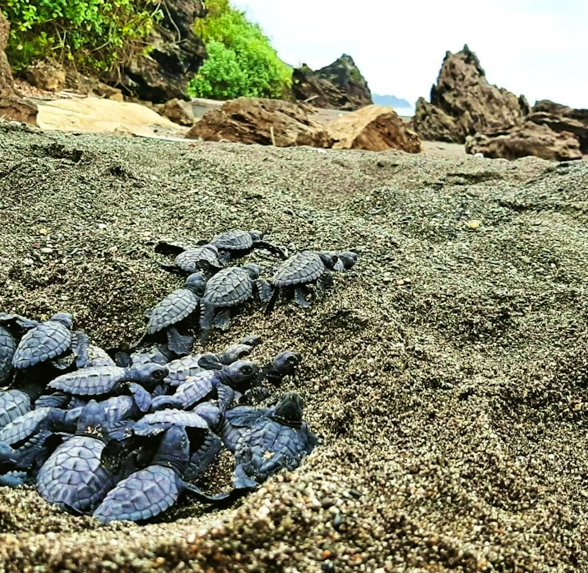 Turtles Protection Sea Turtle Protection & Rainforest Preservation | Volunteer in Ecuador 2025