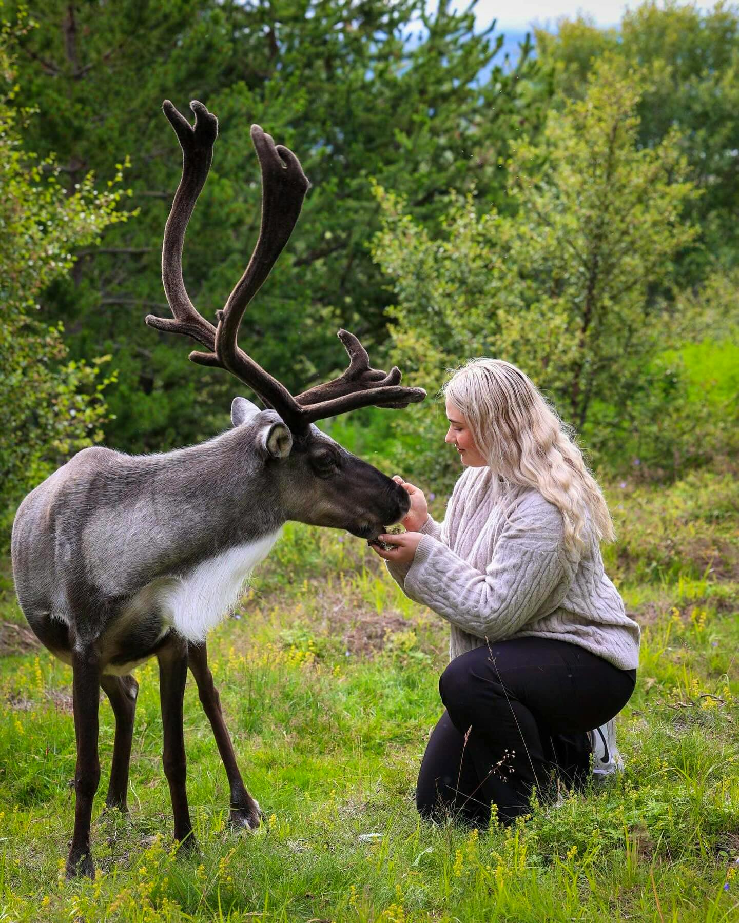 Reindeer feeding