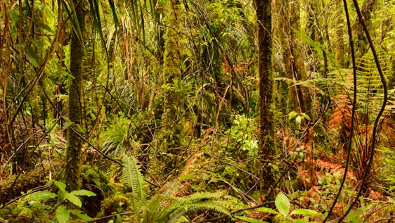 Bénévolat pour la plantation d'arbres Off-grid Environmental Conservation