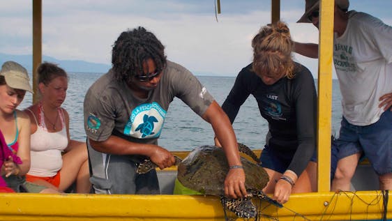 Volunteer as a family with small kids In water Sea Turtle Studies