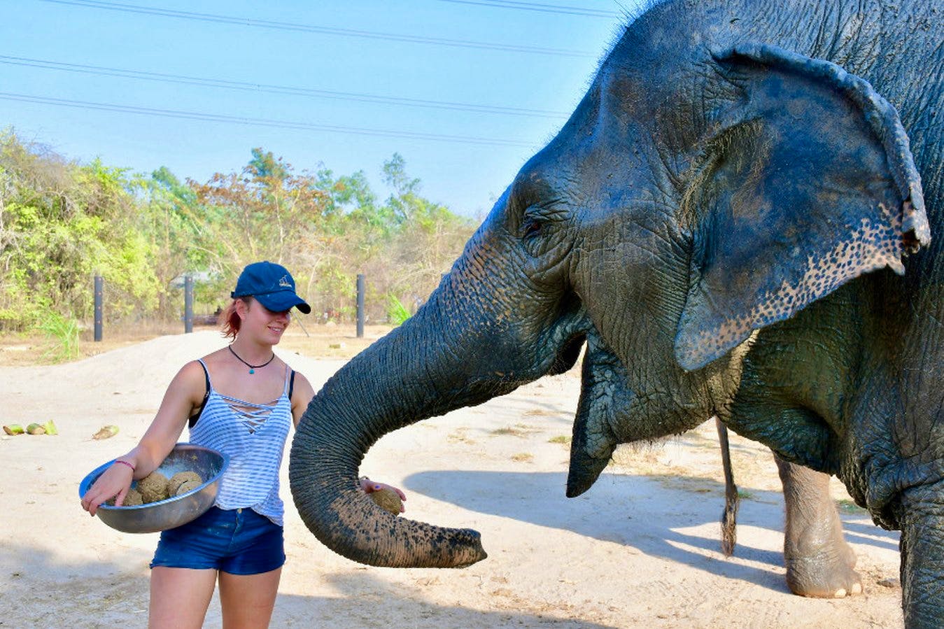 Ethical Elephant Refuge | Volunteer in Thailand 2024