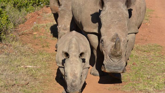 Voluntariado com Rinocerontes Endangered Wildlife Monitoring and Research
