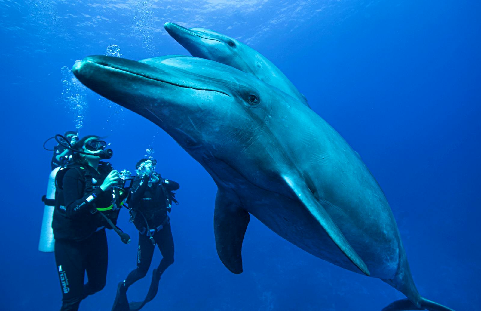 Dolphin behavior and conservation Fais du bénévolat en Polynésie