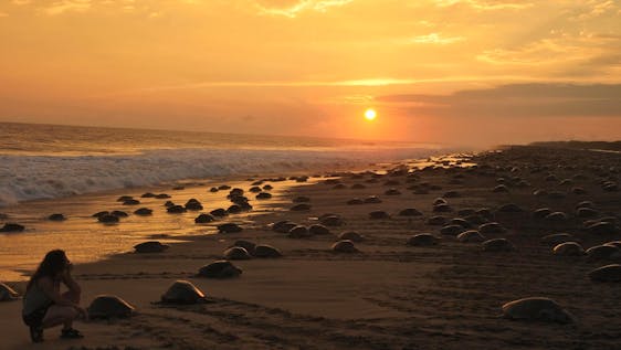 Volunteer in Mexico Sea turtle and wildlife conservation trip