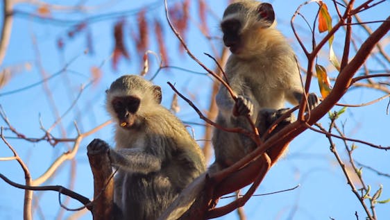 Bénévolat avec primates Primate Sanctuary Assistant