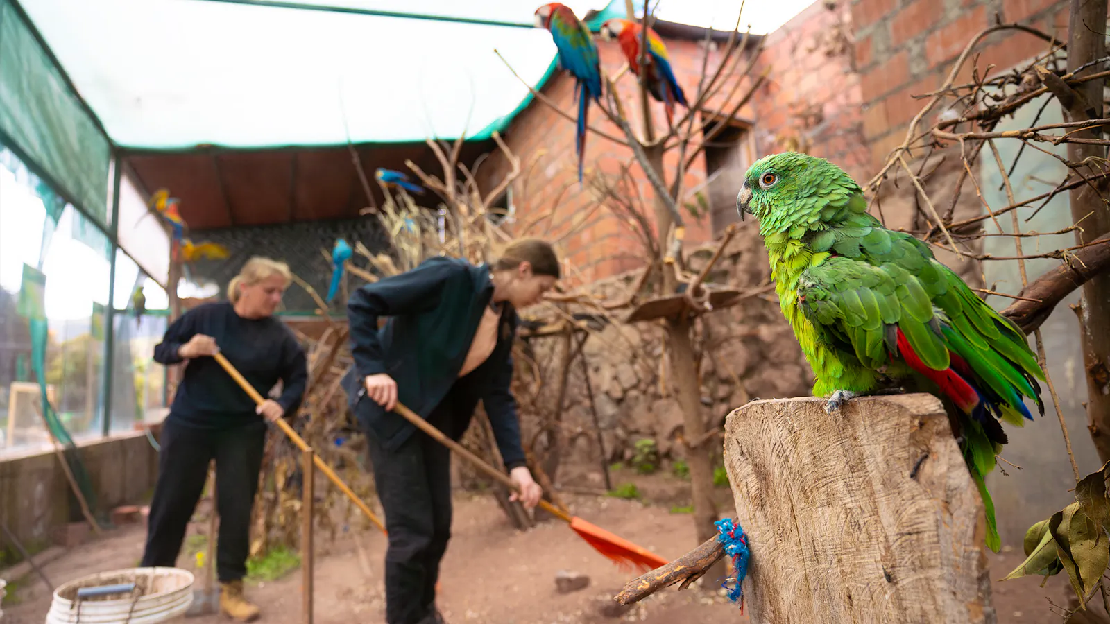 Peru Wildlife Rescue Volunteers | Volunteer in Peru 2025
