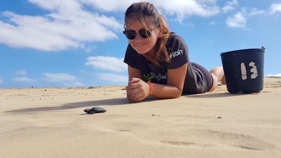 Sea Turtle Hatchling Season Supporter