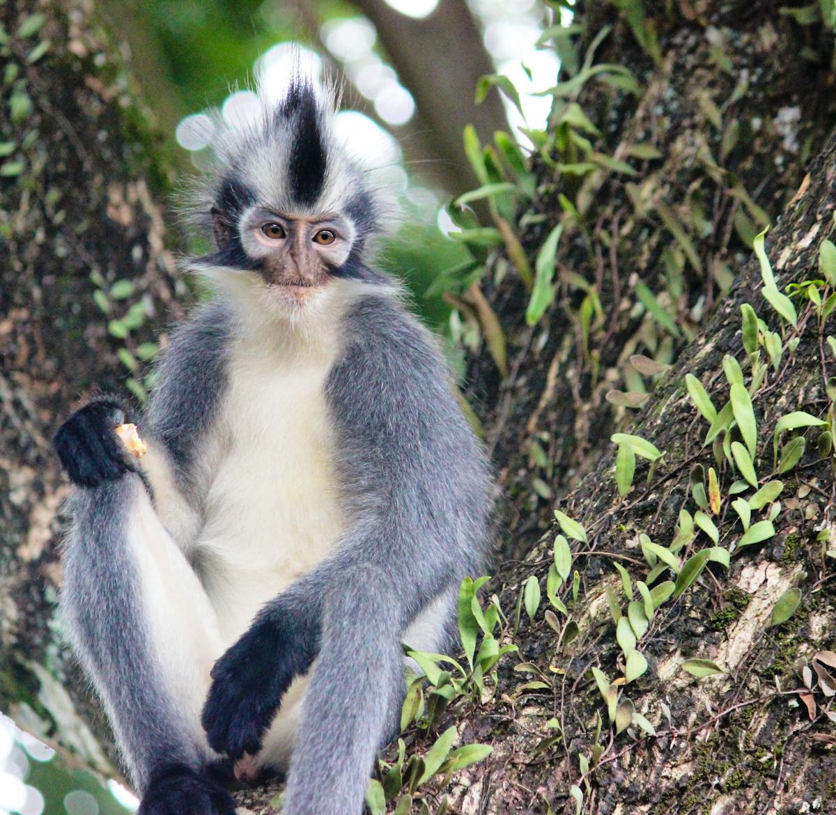 Conservation Teacher : Youth Rangers | Volunteer in Indonesia 2025
