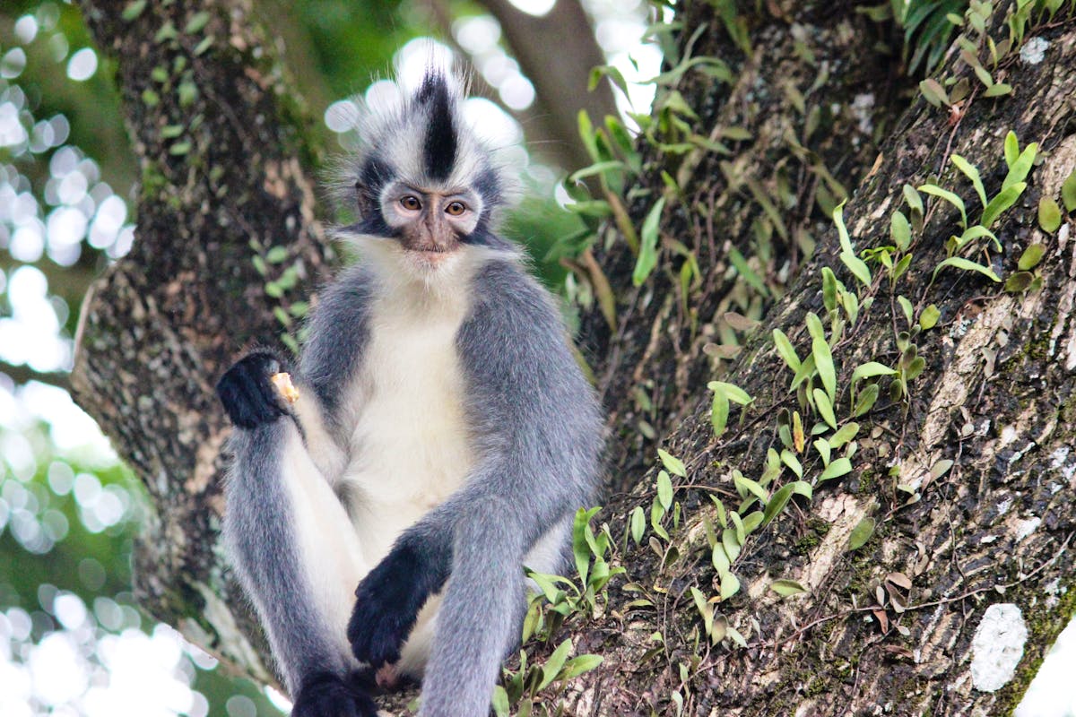 Conservation Teacher : Youth Rangers | Volunteer in Indonesia 2025