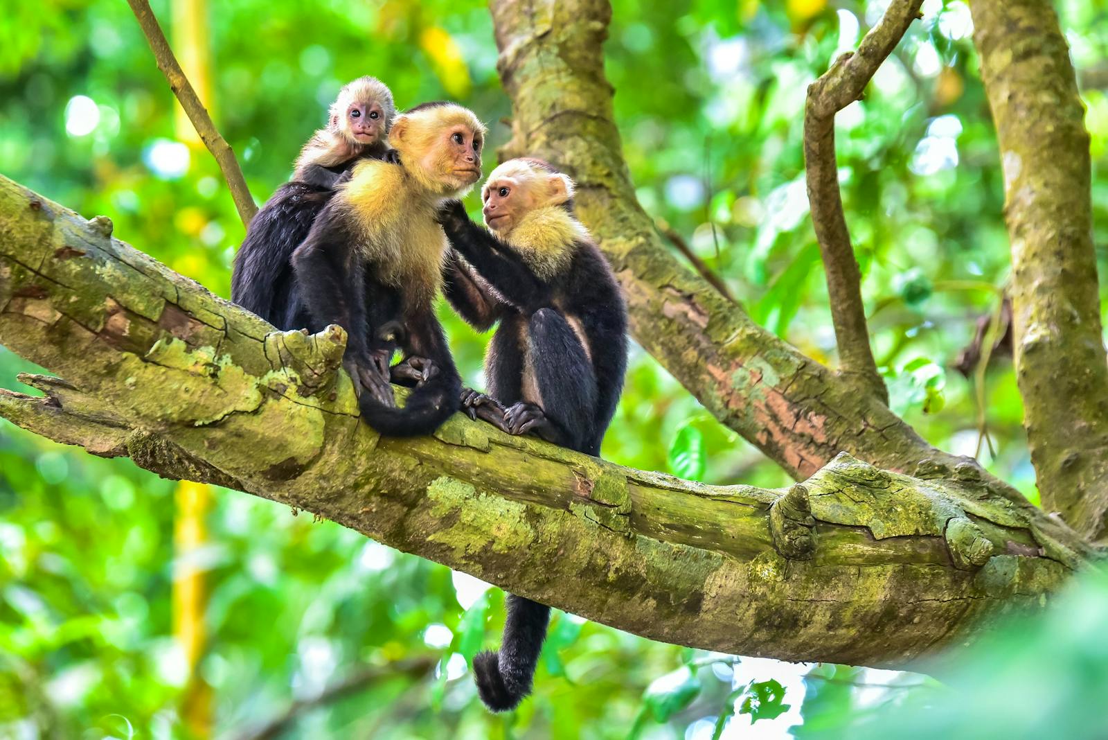 wildlife-rehabilitation-supporter-volunteer-in-costa-rica-2023