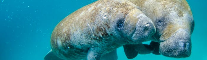 Manatee Conservation Banner ?auto=format&crop=right&fit=crop&h=410&w=700