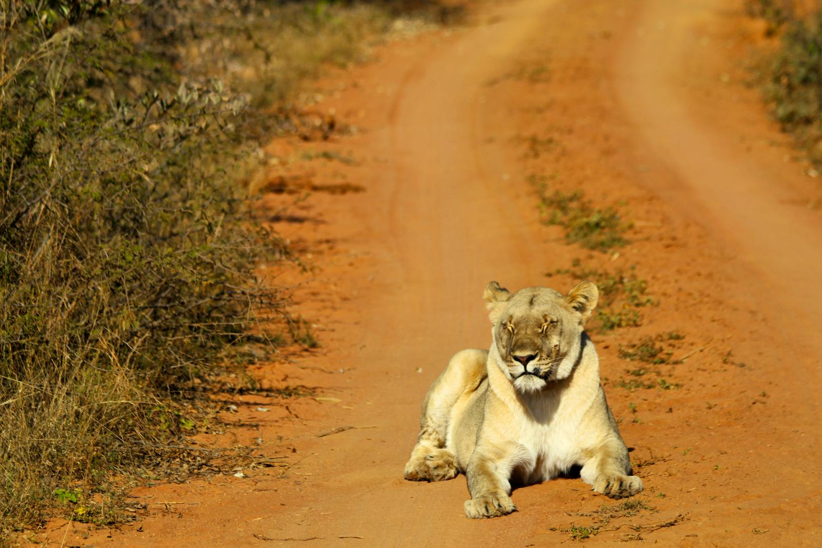 endangered-species-conservation-research-volunteer-in-south-africa-2024