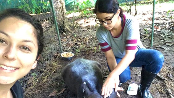 Voluntariado com Onças Pintadas Wildlife Rescue Assistant