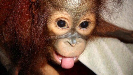 Voluntariado com Orangotangos Orangutan Care and Rehabilitation